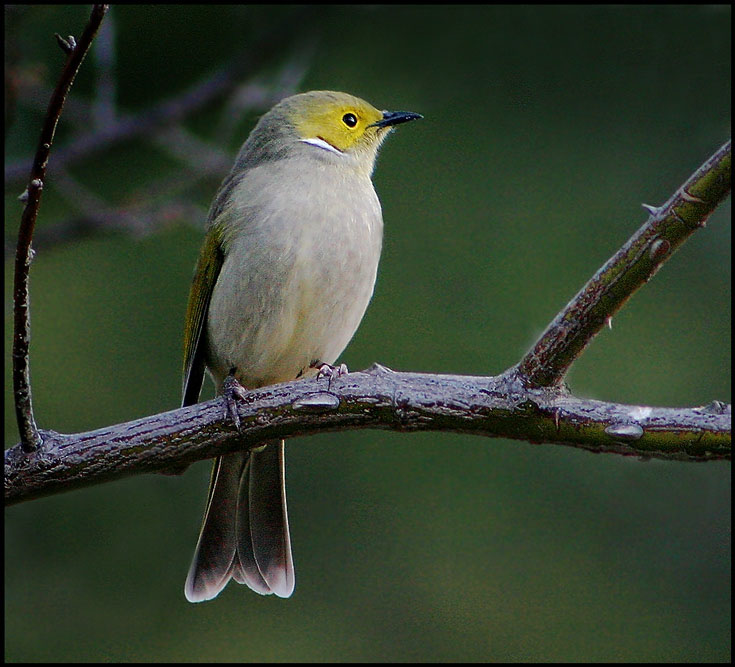 White Plumed Honeyeater.jpg