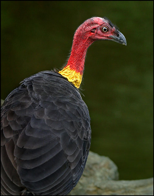 Brush Turkey.jpg