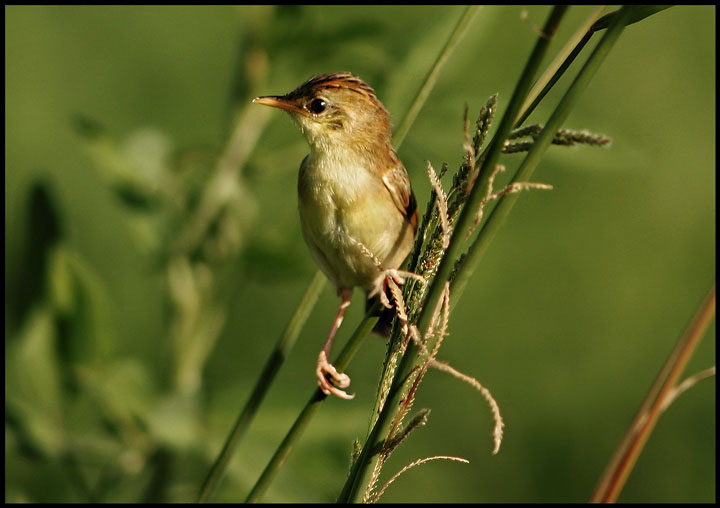 Cisticola.jpg