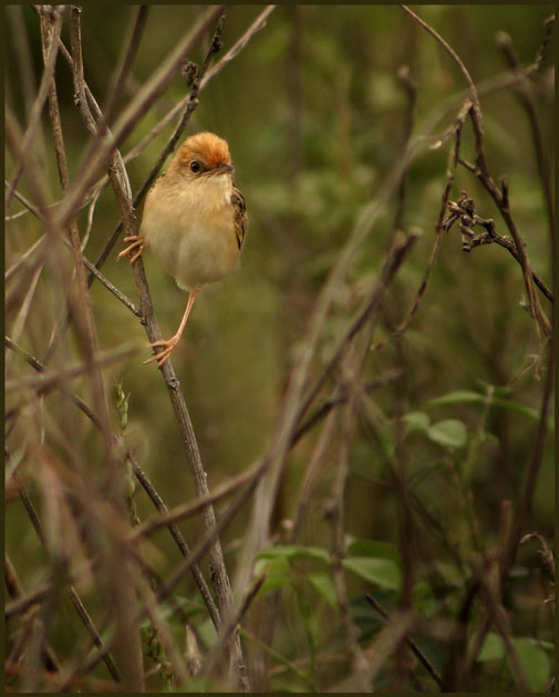 Cisticola 3.jpg
