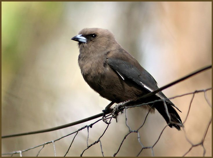 Dusky Woodswallow.jpg