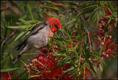 scarlet honeyeater.jpg