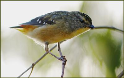 spotted pardalote.jpg