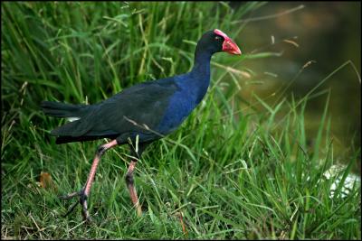 swamphen.jpg