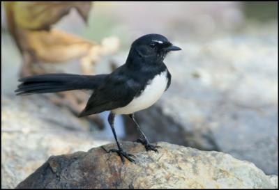 willy wagtail.jpg