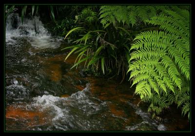 Rainforest Creek.jpg