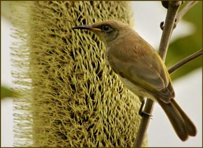Brown Honeyeater.jpg