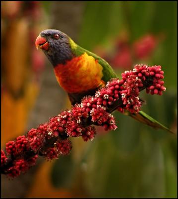 v3/51/609051/3/51550515.RainbowLorikeet.jpg