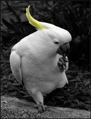 Sulphur-Crested Cockatoo.jpg