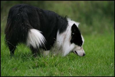 Border Collie.jpg