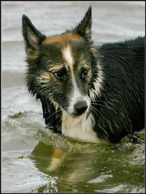 Border Collie 3.jpg