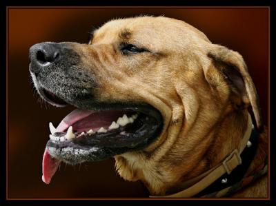 Unknown breed or name.jpg