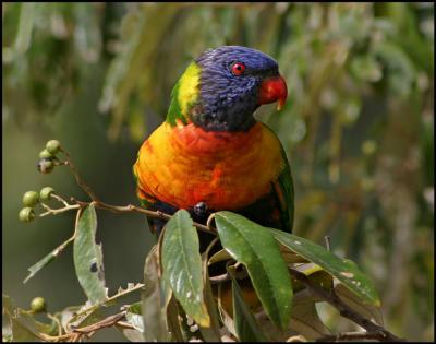 v3/51/609051/3/51615096.RainbowLorikeet.jpg