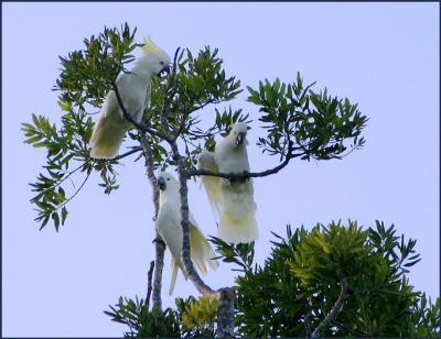 Sulphur Crested Cockatoos.jpg