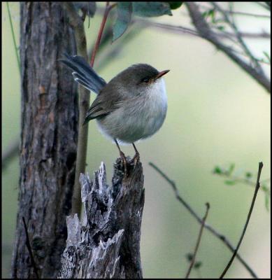 Fairy Wren.jpg