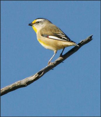 Striated Pardalote.jpg