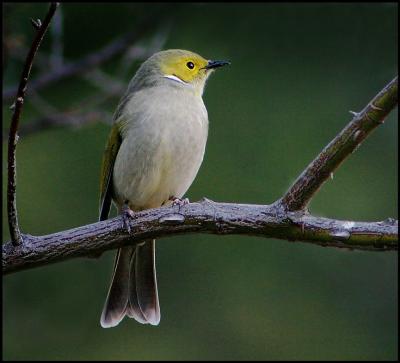 White Plumed Honeyeater.jpg