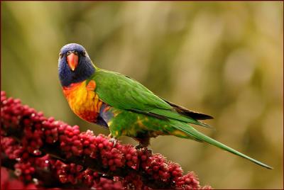 v3/51/609051/3/51627022.RainbowLorikeet.jpg