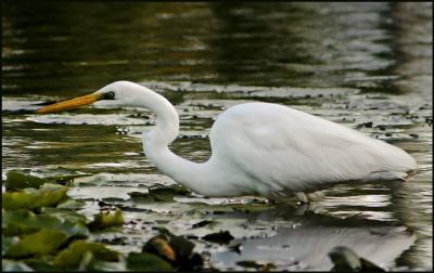 Egret.jpg