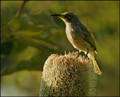 Brown Honeyeater.jpg