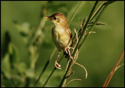Cisticola.jpg