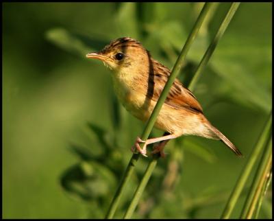 Cisticola 2.jpg