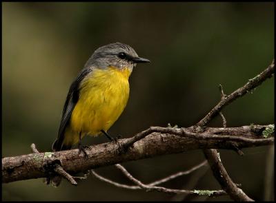 Eastern Yellow Robin.jpg