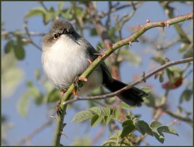 Fairy Wren.jpg
