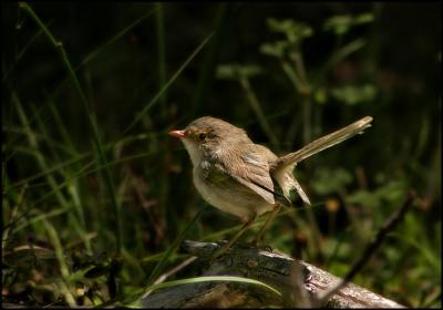 Fairy Wren 2.jpg