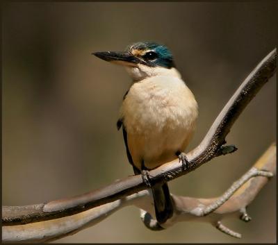 Forest Kingfisher.jpg