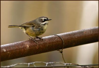 Scrub Wren.jpg