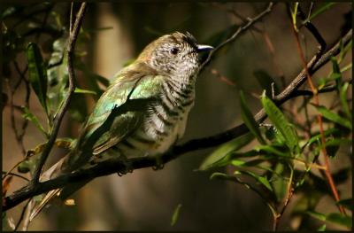 Shining Bronze Cuckoo.jpg