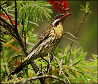 Spiny Cheeked Honeyeater.jpg