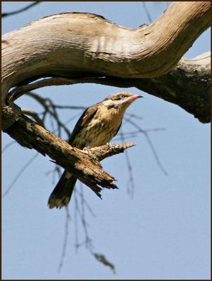 Spiny Cheeked Honeyeater 2.jpg