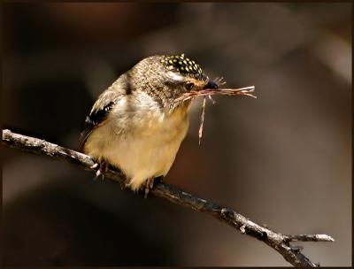 Spotted Pardalote.jpg