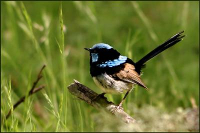 Superb Blue Fairy Wren.jpg