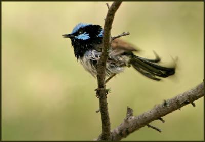 Superb Blue Fairy Wren 2.jpg