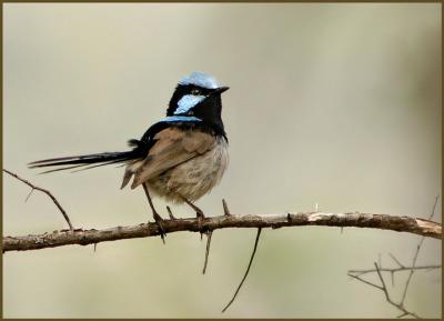 Superb Blue Fairy Wren 3.jpg