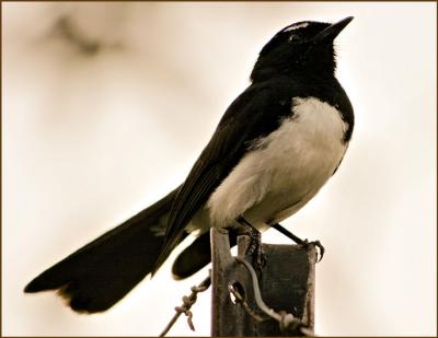 Willy Wagtail.jpg