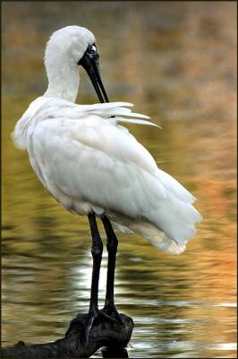 Spoonbill.jpg