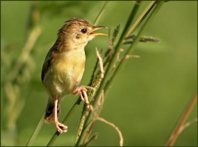 Cisticola.jpg