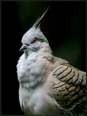 Crested Pigeon 2.jpg