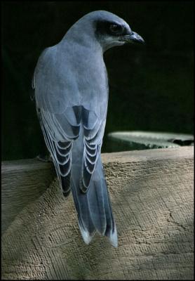 Cuckoo Shrike.jpg