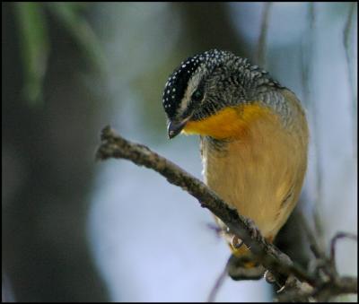 Spotted Pardalote.jpg