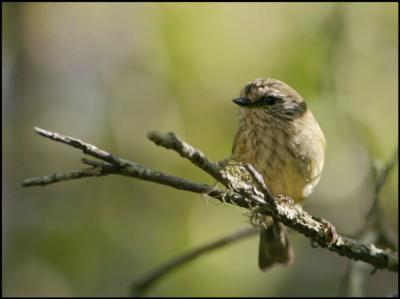 Striated Thornbill.jpg