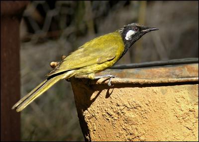 v3/51/609051/3/51707917.WhiteEaredHoneyeater.jpg