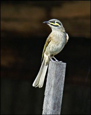 Yellow Faced Honeyeater.jpg
