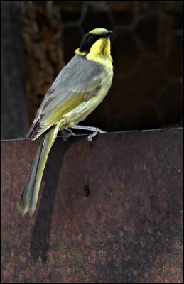 Yellow Tufted Honeyeater.jpg