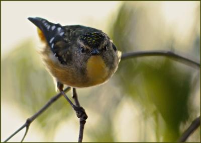 Spotted Pardalote 2.jpg