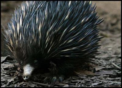 Echidna.jpg